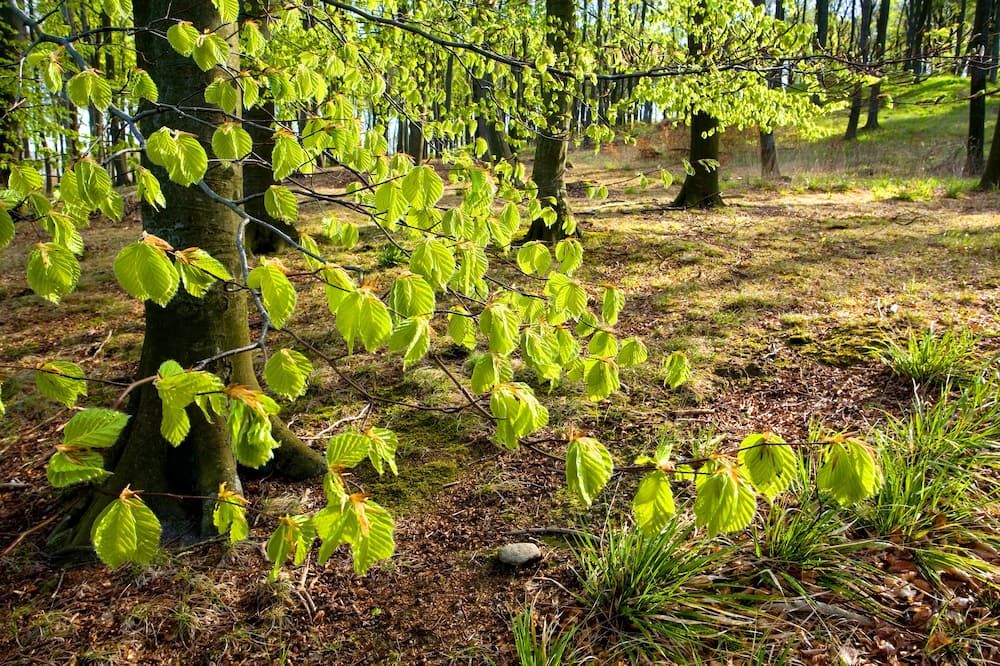 المظهر الخارجي