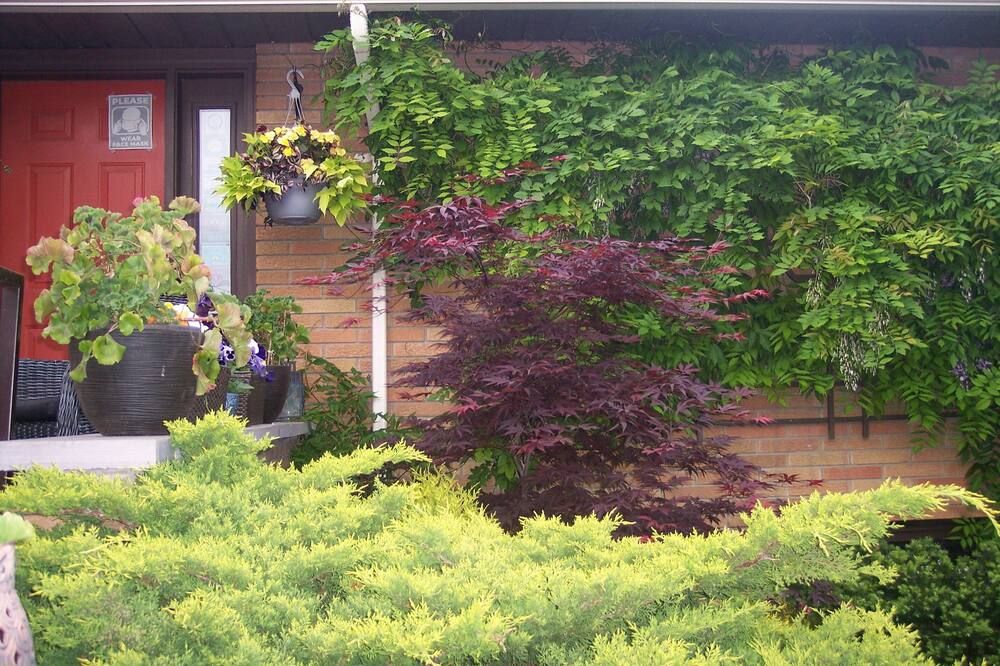 المظهر الخارجي