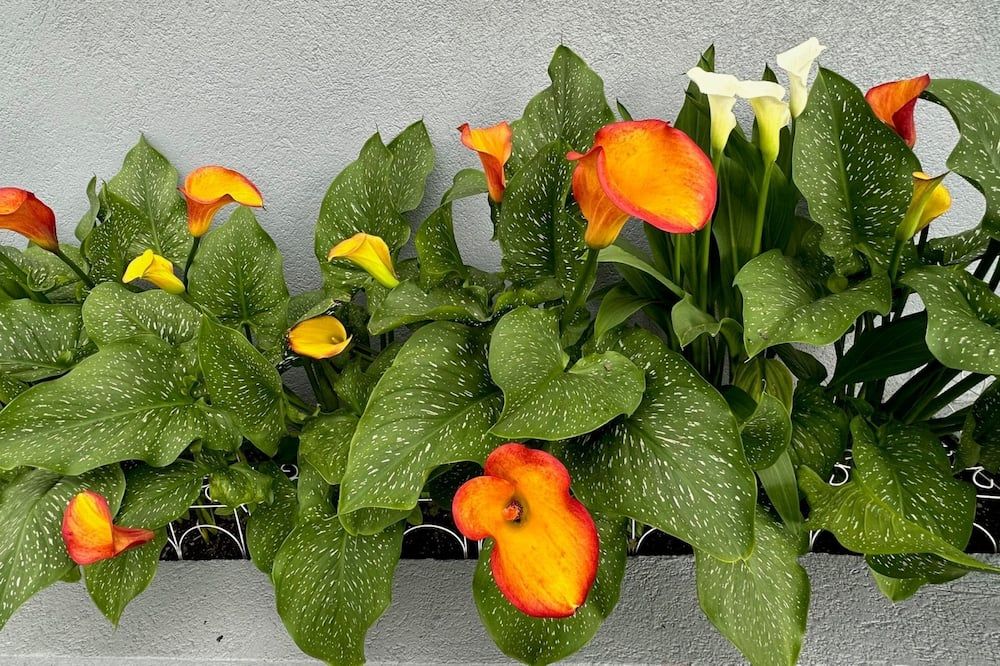 المظهر الخارجي