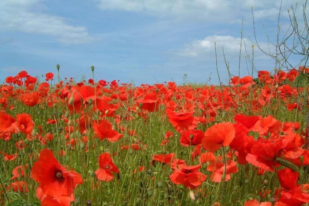 المظهر الخارجي