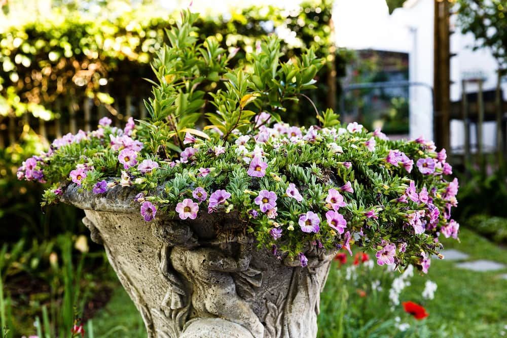 المظهر الخارجي