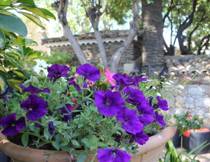 المظهر الخارجي